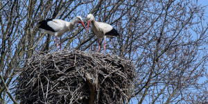 Beitragsbild des Blogbeitrags Störche in Marchegg