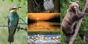 Beitragsbild des Blogbeitrags FoPaNet Fotoparade 2023 – Best of in Kategorien