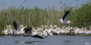 Beitragsbild des Blogbeitrags Donaudelta – Naturfotografie im Biosphären-Reservat 