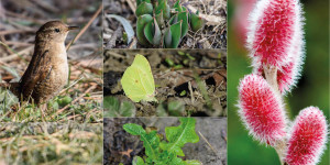 Beitragsbild des Blogbeitrags Naturgarten im Februar
