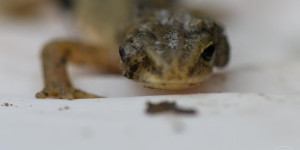 Beitragsbild des Blogbeitrags Amphibienschutzprojekt – 80 Amphibien geschützt! 