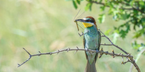 Beitragsbild des Blogbeitrags Naturfotografie im Sommer – Motive, Ideen & Tipps