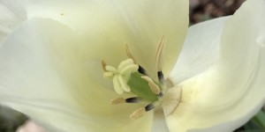 Beitragsbild des Blogbeitrags 12 von 12 im Mai