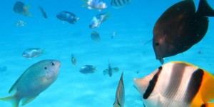 Beitragsbild des Blogbeitrags Moorea die grüne Perle der Südsee – Teil 2