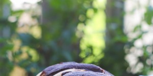 Beitragsbild des Blogbeitrags Rezept für Babka mit Schokolade oder Nuss-Nougat-Aufstrich und eine Buchrezension!