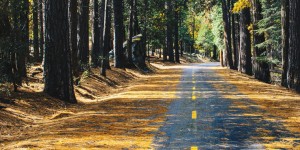 Beitragsbild des Blogbeitrags Gefahren für Autofahrer im Herbst: Laub, Nebel und Wildwechsel 