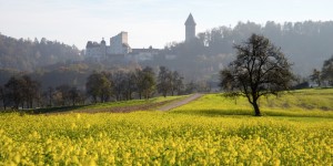Beitragsbild des Blogbeitrags Naturverbunden, schlicht und tröstlich: Bestattungen im Wald
