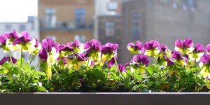 Beitragsbild des Blogbeitrags Hot Flowers – coole Balkonpflanzen für die heißen Tage des Jahres