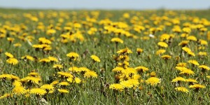 Beitragsbild des Blogbeitrags Heilkräuter – „Medizin“ am Wegrand, im Wald und auf der Wiese