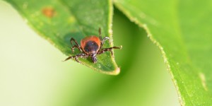 Beitragsbild des Blogbeitrags Wissenswerte Fakten und Tipps zum Schutz gegen Zecken