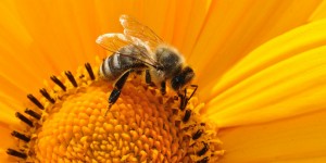 Beitragsbild des Blogbeitrags Bienenschutz im eigenen Garten – Was kann man für die Bienen tun? 