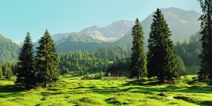 Beitragsbild des Blogbeitrags „Waldbaden“ – ein Trend aus Japan, der immer beliebter wird 