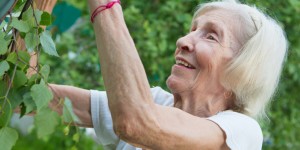 Beitragsbild des Blogbeitrags Pflege- und Betreuungszentren setzen (auch) auf Gartentherapie
