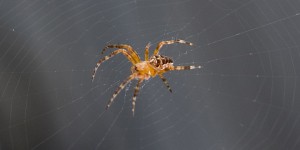 Beitragsbild des Blogbeitrags Insekten im Haushalt – Plage oder doch nützlicher als wir denken?