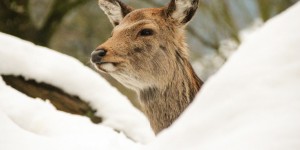 Beitragsbild des Blogbeitrags An alle Wintersportler: nehmt [auch] Rücksicht auf die Wildtiere 