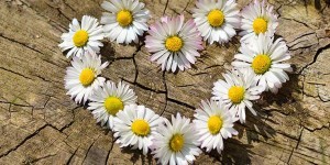 Beitragsbild des Blogbeitrags Das „Wundermittel Liebe“ – für ein längeres und gesundes Leben 