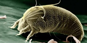 Beitragsbild des Blogbeitrags Hausstaubmilben – sie sind überall und machen auch noch allergisch