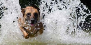 Beitragsbild des Blogbeitrags Kühlweste und Leberwurst-Eis: 5 Tipps für Sommertage mit Hunden