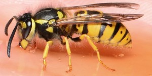 Beitragsbild des Blogbeitrags Wenn es juckt, brennt oder schmerzt – Hilfe bei Insektenstichen 
