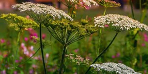 Beitragsbild des Blogbeitrags Mit der Kraft von Wildkräutern gesund und vital durch den Herbst