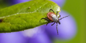 Beitragsbild des Blogbeitrags FSME-Hotspots verändern sich – Impfschutz in ganz Ö erforderlich