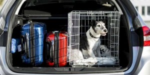 Beitragsbild des Blogbeitrags Mit Hund auf Urlaub – das muss man bei Reisen ins Ausland wissen