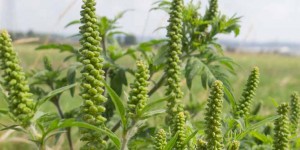 Beitragsbild des Blogbeitrags Ragweed – allergische Beschwerden mit Mund-Nasen-Schutz senken