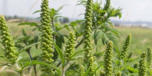 Beitragsbild des Blogbeitrags Ragweed – allergische Beschwerden mit Mund-Nasen-Schutz senken 