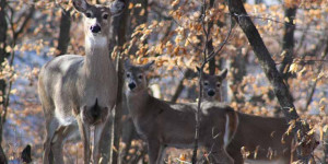 Beitragsbild des Blogbeitrags Schau auf dich, schau auf den Wald und schau [auch] auf die Tiere 