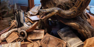 Beitragsbild des Blogbeitrags Neuer Bereich über Artenschutz im Naturhistorischen Museum Wien