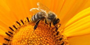 Beitragsbild des Blogbeitrags 9 von 10 „bienenfreundlichen“ Blumen sind mit Pestiziden belastet