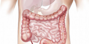 Beitragsbild des Blogbeitrags Der Darm – warum er den Körper ernährt, schützt und gesund hält 