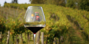 Beitragsbild des Blogbeitrags Rotwein Guide – Nachschlagewerk für den Rot- und Süßwein-Genuss 