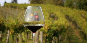 Beitragsbild des Blogbeitrags Rotwein Guide – Nachschlagewerk für den Rot- und Süßwein-Genuss