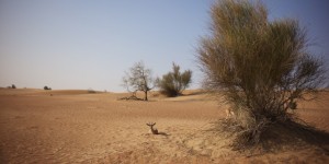 Beitragsbild des Blogbeitrags Into the Wild