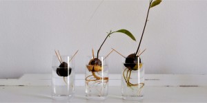 Beitragsbild des Blogbeitrags Avocado selber ziehen – so einfach geht´s