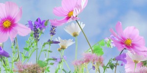 Beitragsbild des Blogbeitrags Gewinnspiel für kleine Gärtner