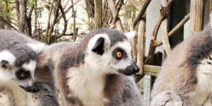 Beitragsbild des Blogbeitrags Ausflugstipp Tiergarten Wels