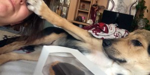 Beitragsbild des Blogbeitrags Hundstage – oder: Wie unser Erstling der Zweite wurde