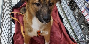 Beitragsbild des Blogbeitrags Shelby – das Hundefindelkind aus Rumänien