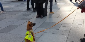 Beitragsbild des Blogbeitrags Shelby – ein Hundekind lernt und lernt und lernt… (Folge 3)