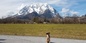 Beitragsbild des Blogbeitrags Shelby – mein Hundekind wird ruhiger (Folge 4) 