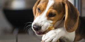 Beitragsbild des Blogbeitrags Kaustreifen für Allergiker-Hunde: Ideal für ernährungssensible Tiere? 