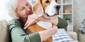 Beitragsbild des Blogbeitrags Hundezubehör: Was braucht der Hund, was braucht er nicht?