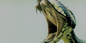 Beitragsbild des Blogbeitrags DER KOBRA-EFFEKT