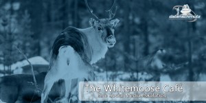 Beitragsbild des Blogbeitrags Dieser weiße Elch macht Jagd auf blonde Influencerinnen [The White Moose Café Saga] 