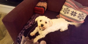 Beitragsbild des Blogbeitrags Langstreckenflug mit Hund