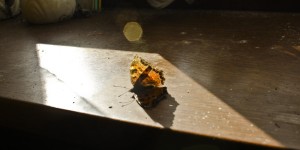Beitragsbild des Blogbeitrags Willys Vermächtnis