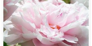 Beitragsbild des Blogbeitrags Der schönste Gartenmonat 