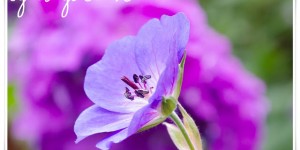 Beitragsbild des Blogbeitrags Sommergarten 